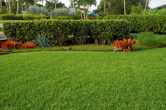 Fertilizer Is Back October 1: How to Restart Your Florida Lawn the Right Way