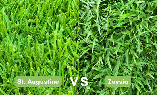 St Augustine vs Zoysia for Florida Lawns Bethel Farms
