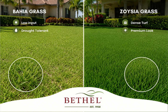 bahia-vs-zoysia-grass-for-florida-lawn