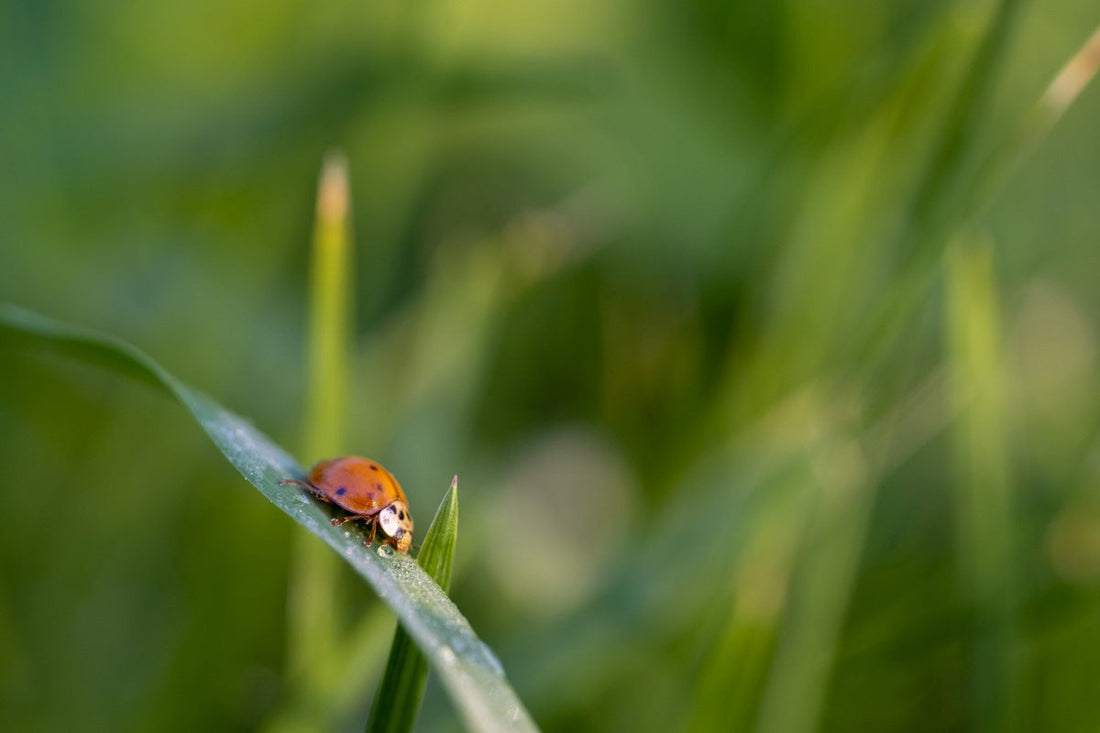 beneficial-insects-for-lawn