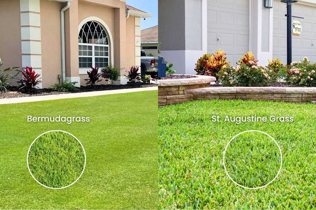 bermuda-vs-st-augustine-which-is-best-for-your-lawn