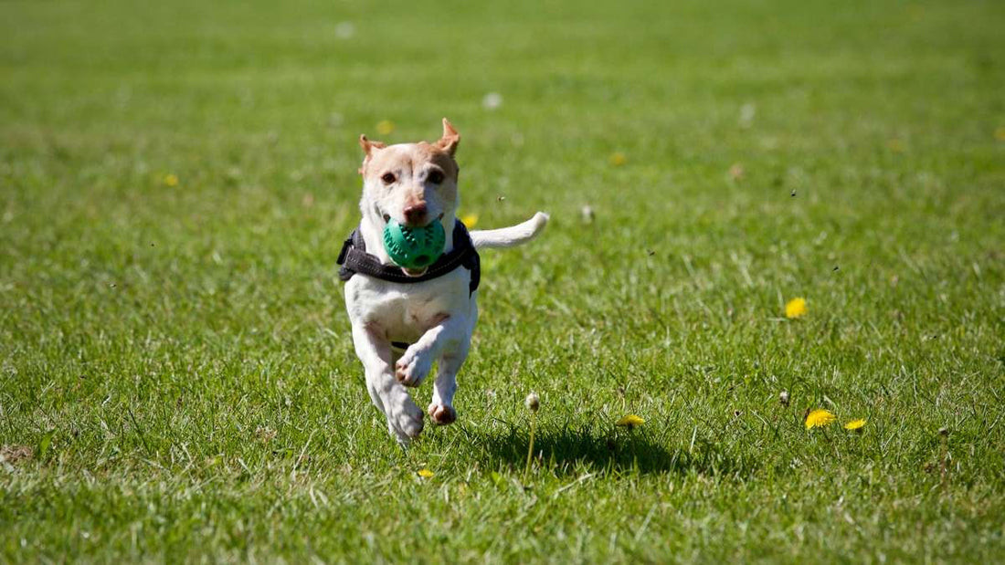 Best Grass for Dogs