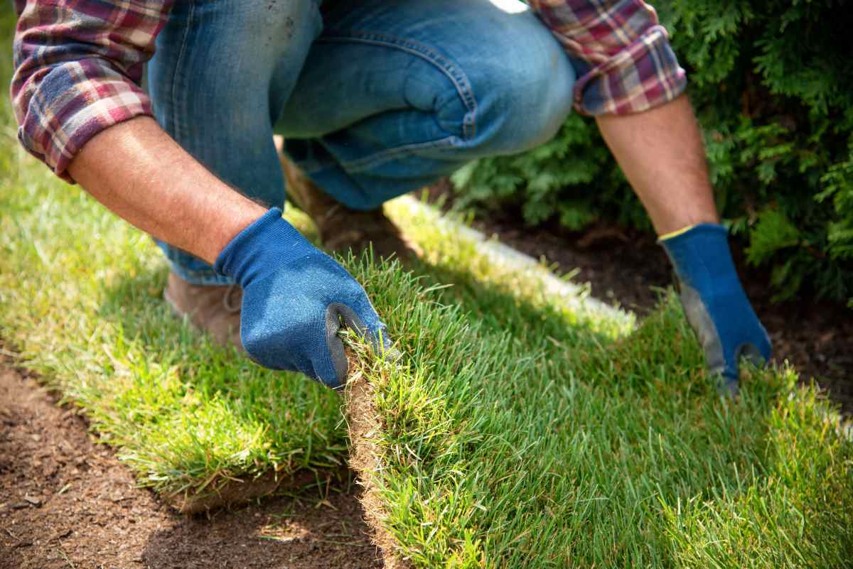 Can You Lay Sod Over Dead Grass? - Bethel Farms