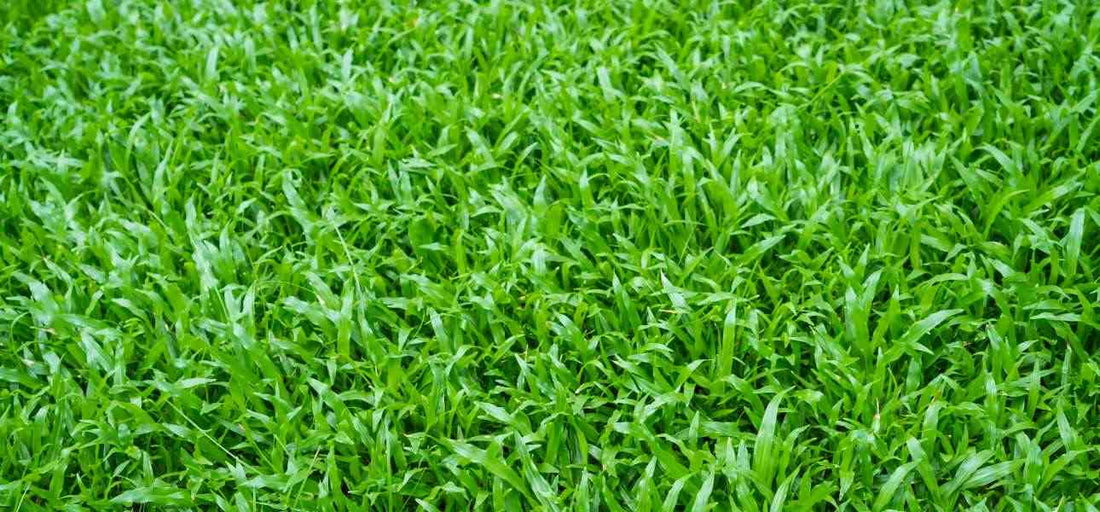 close-up-image-of-fresh-spring-green-grass