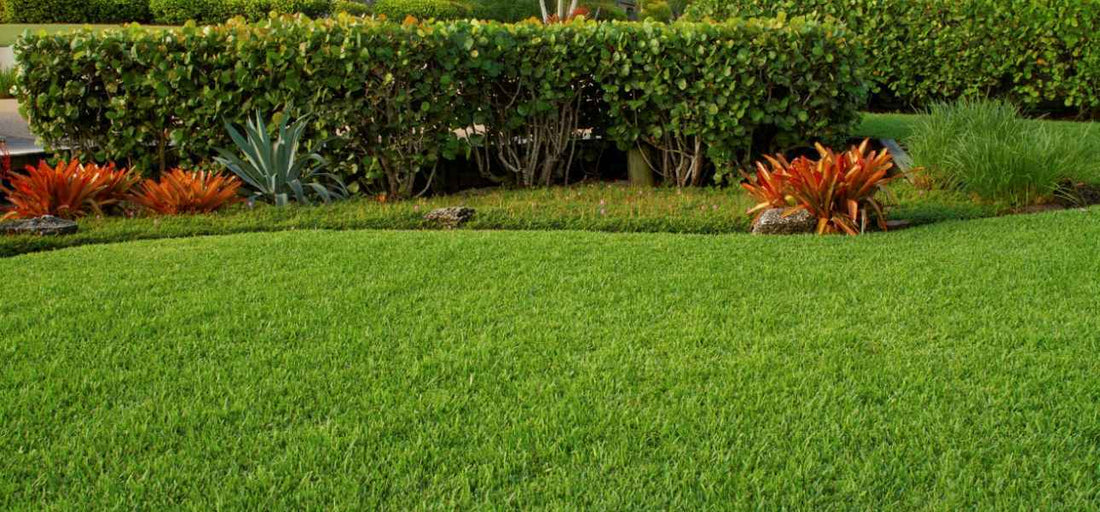 everything-to-know-about-provista-st-augustine-grass