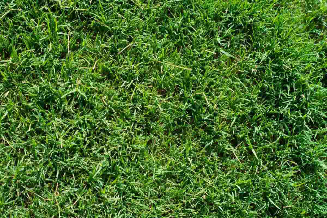 how-fast-does-bermuda-grass-spread