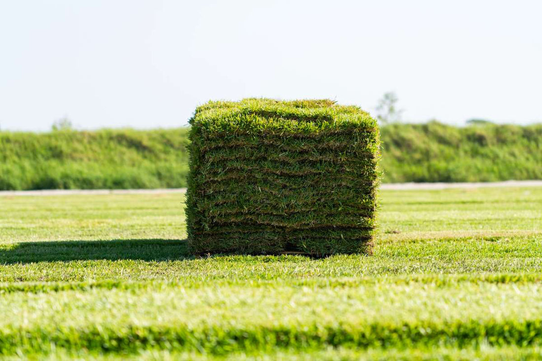 how-is-sod-harvested