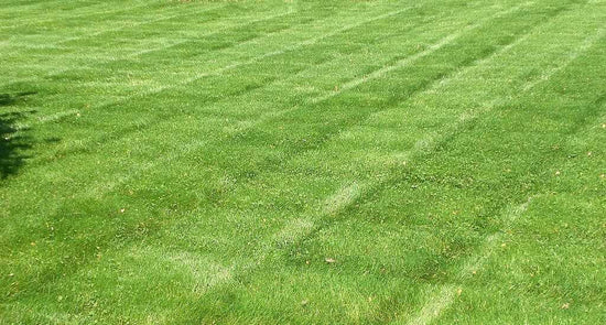 how-to-avoid-lawn-mower-lines-in-grass