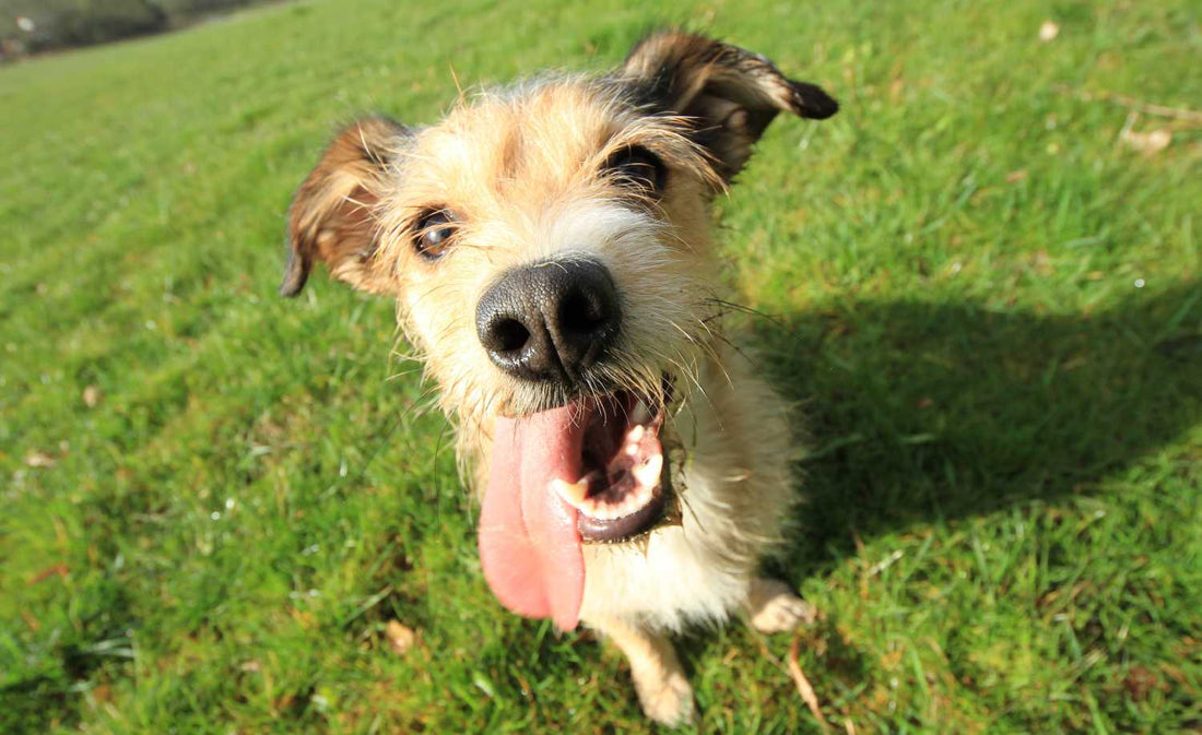 how-to-fix-lawn-after-vacation