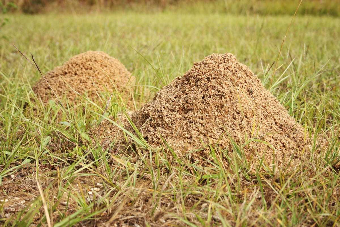 How To Get Rid Of Ant Hills Bethel Farms how-to-get-rid-of-ant-hills-bethel-farms