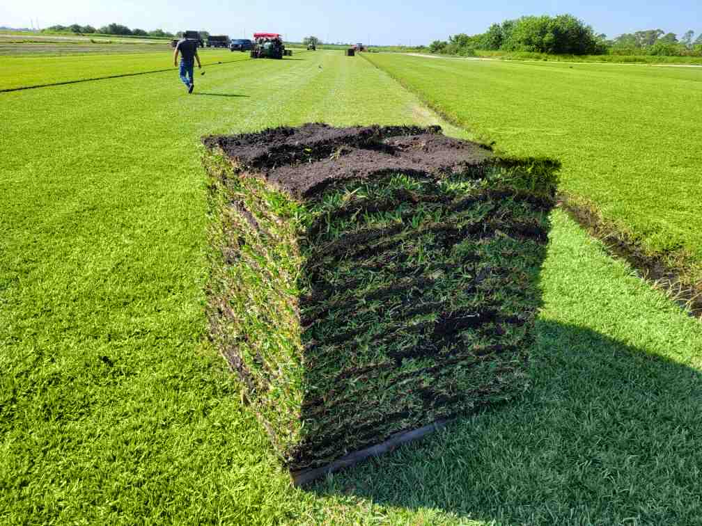 sod-near-me-how-to-choose-the-best-grass-for-lawn