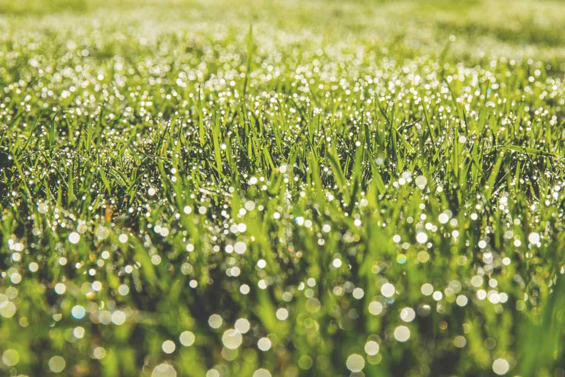 how-to-prepare-lawn-for-heavy-rains