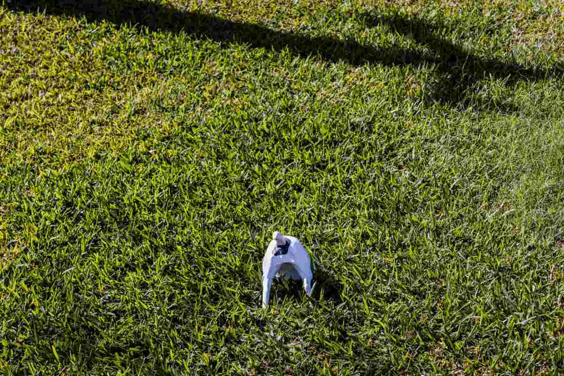 how-to-stop-dog-from-digging-up-grass