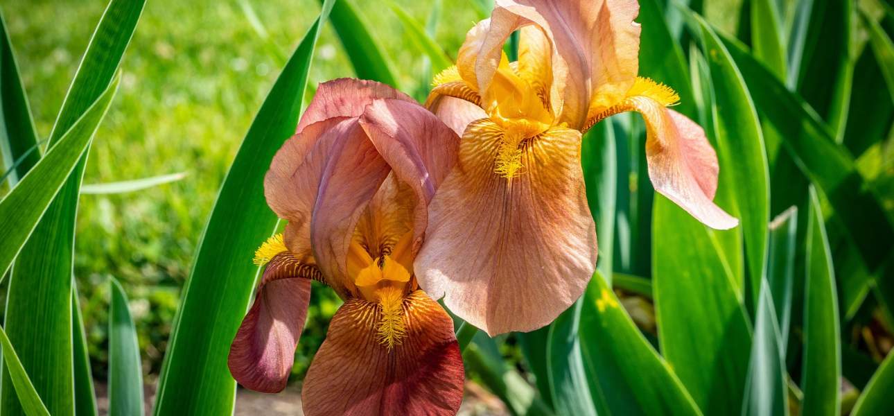 Pantone 2024 Color Of The Year On Your Lawn Bethel Farms pantone-2024-color-of-the-year-on-your-lawn-bethel-farms