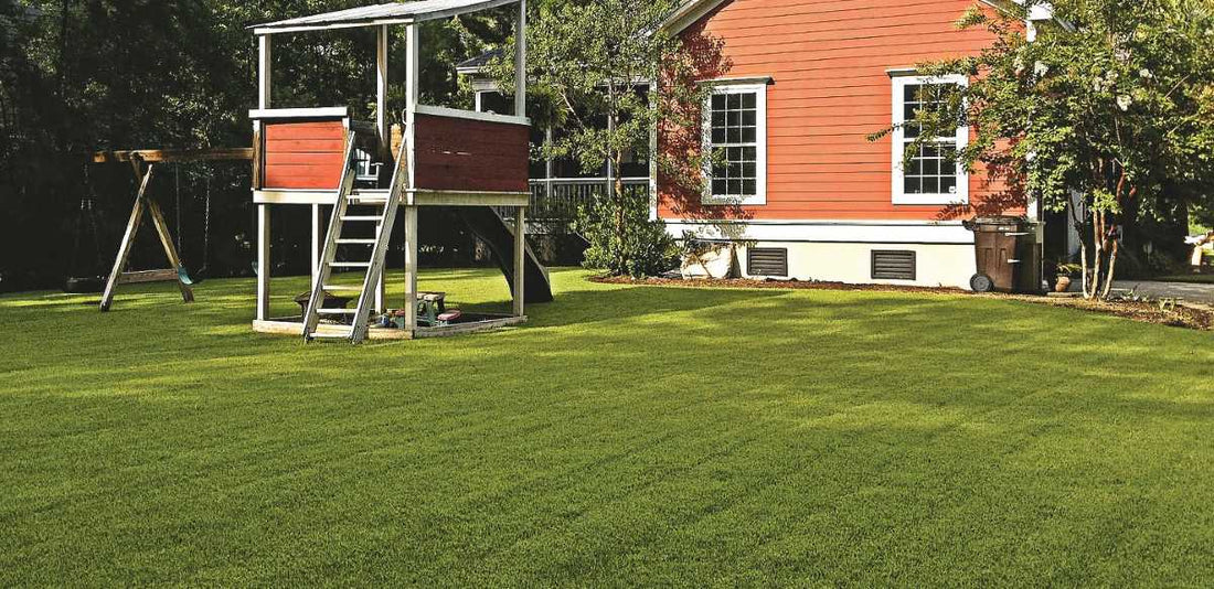 Mowing Zoysia Too Short? Why Scalping Hurts More Than Helps