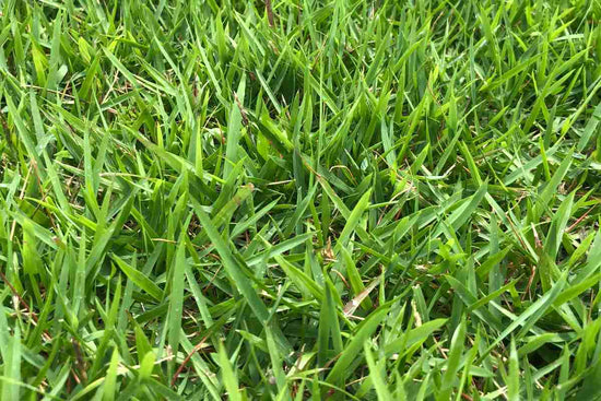 is-zoysia-grass-right-for-your-lawn