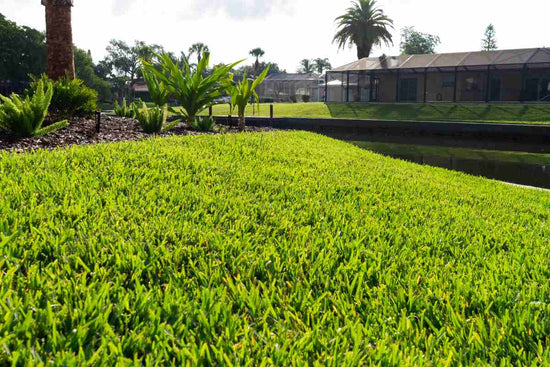 most-common-grass-in-florida