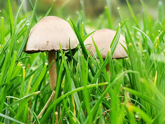 mushrooms-in-your-lawn