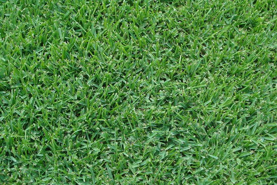 palmetto-st-augustine-sod-bethel-farms