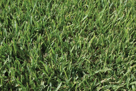 seville-st-augustine-grass-for-sale