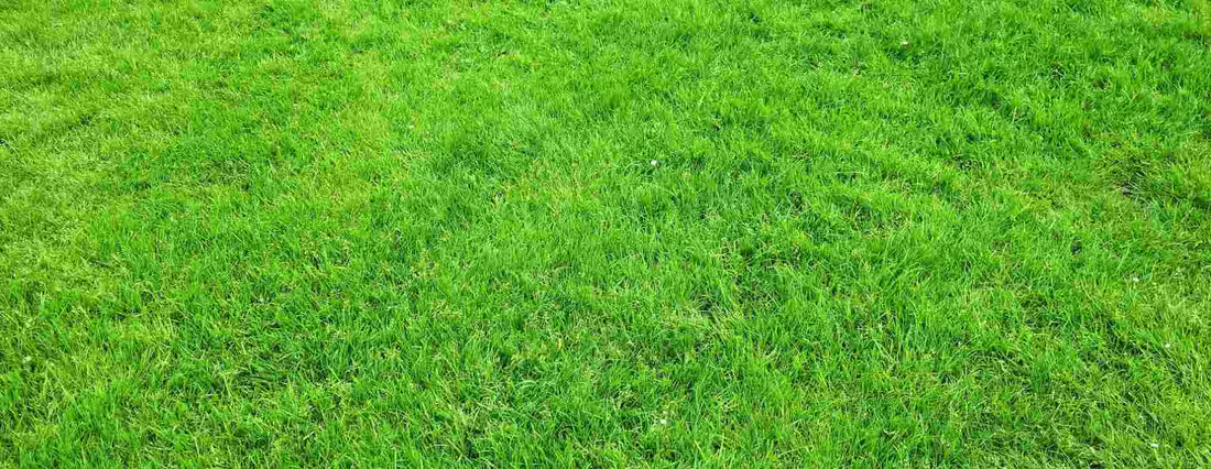 Close-up image of a green grass lawn.