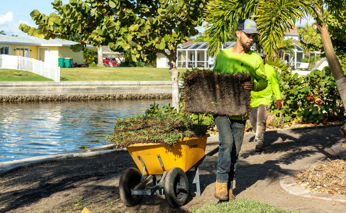 sod-maintenance-timeline