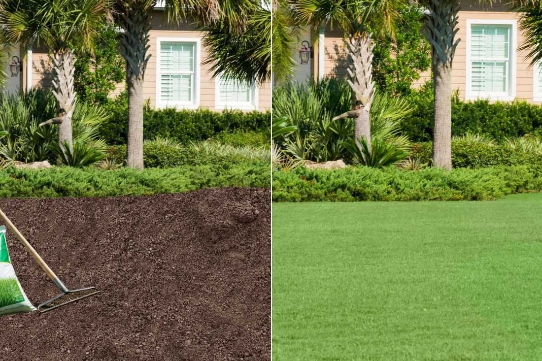 sod-vs-seeding-best-method-for-lawn