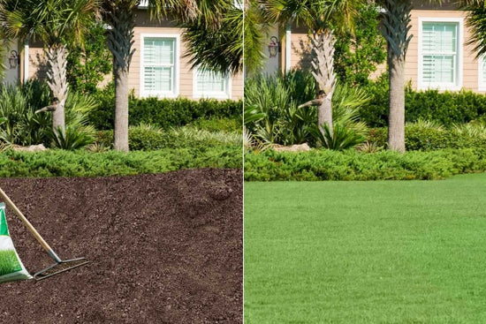 sod-vs-seeding-best-method-for-lawn