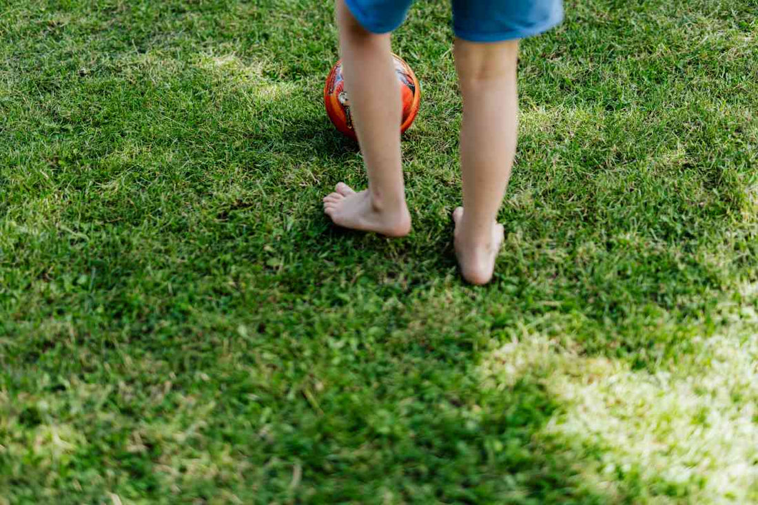 soft-grass-type-for-lawns