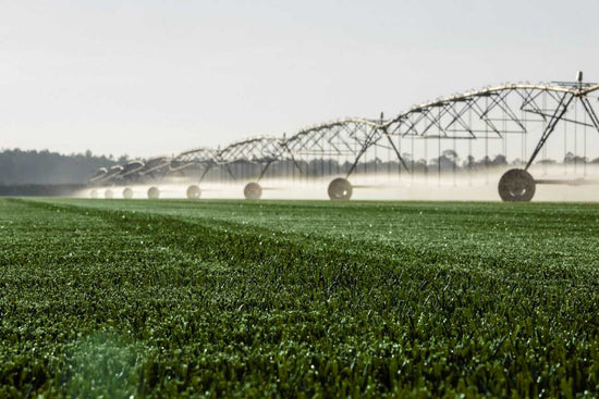 st-augustine-grass-care-tips