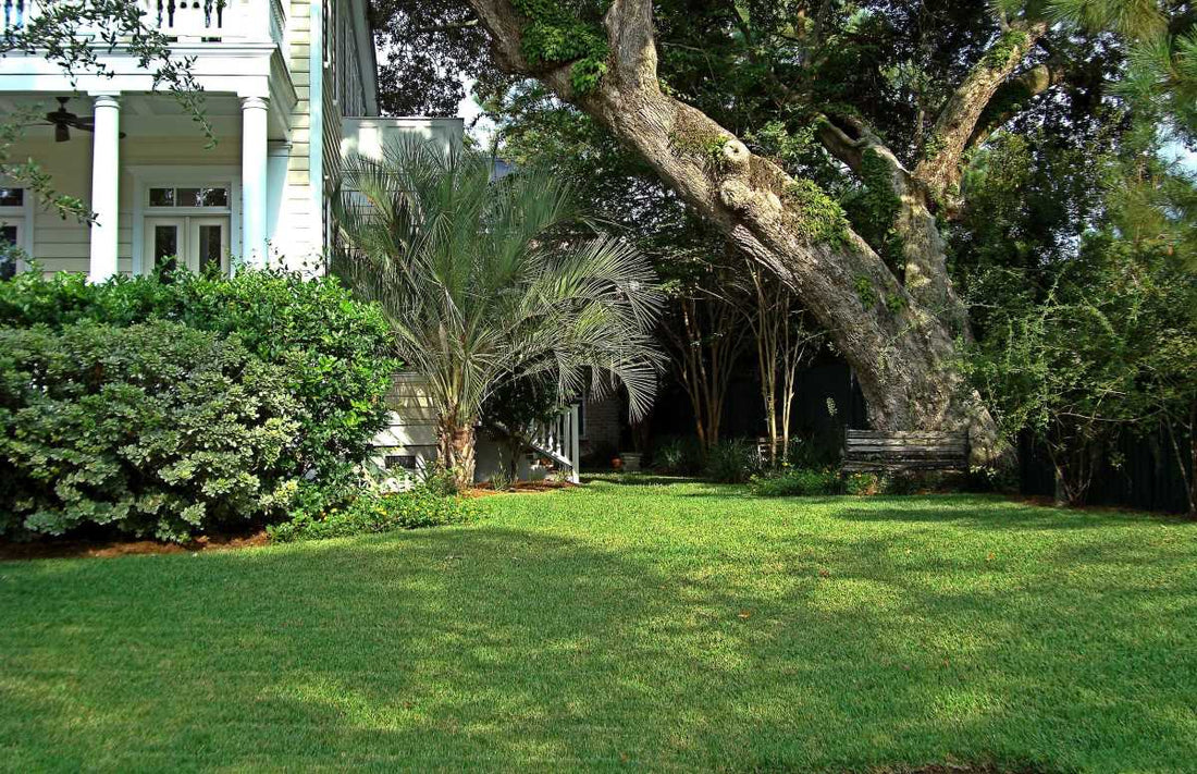 st-augustine-grass-dying