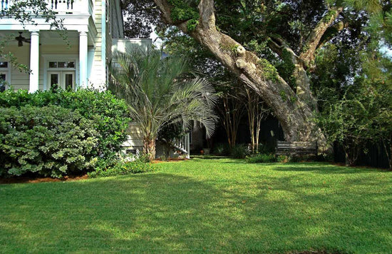 st-augustine-grass-dying