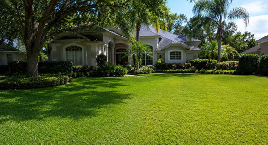 st-augustine-vs-centipede-grass