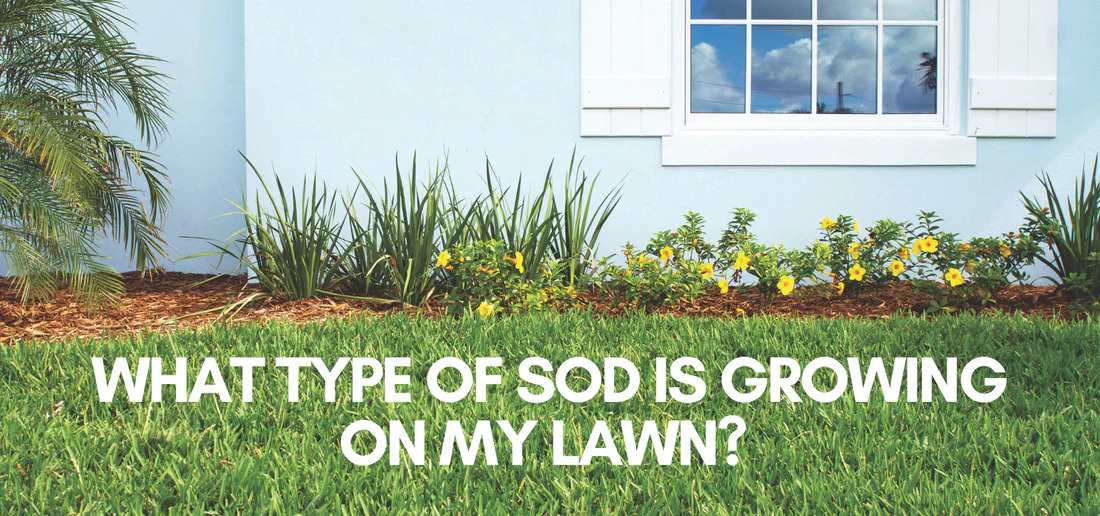 types of sod