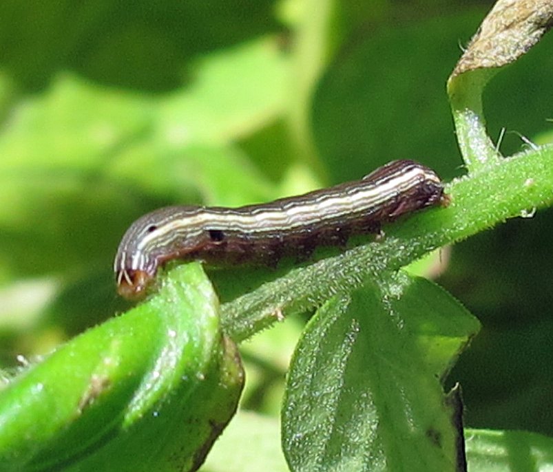 what-are-armyworms