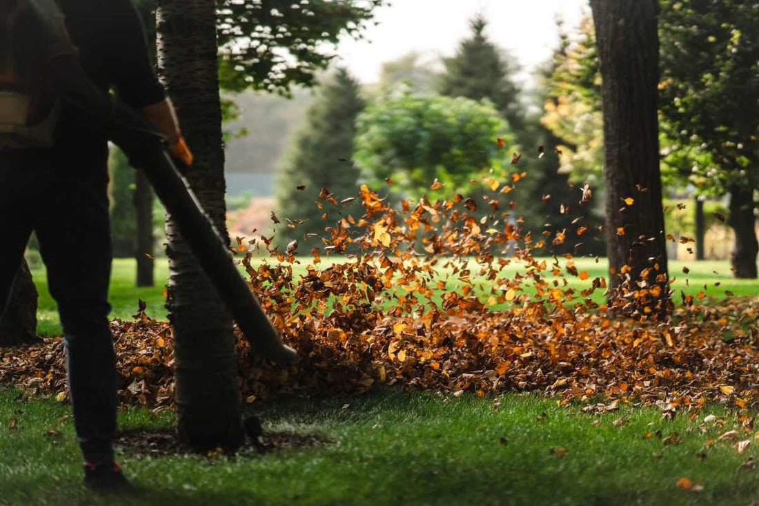 what-happens-to-lawn-in-fall