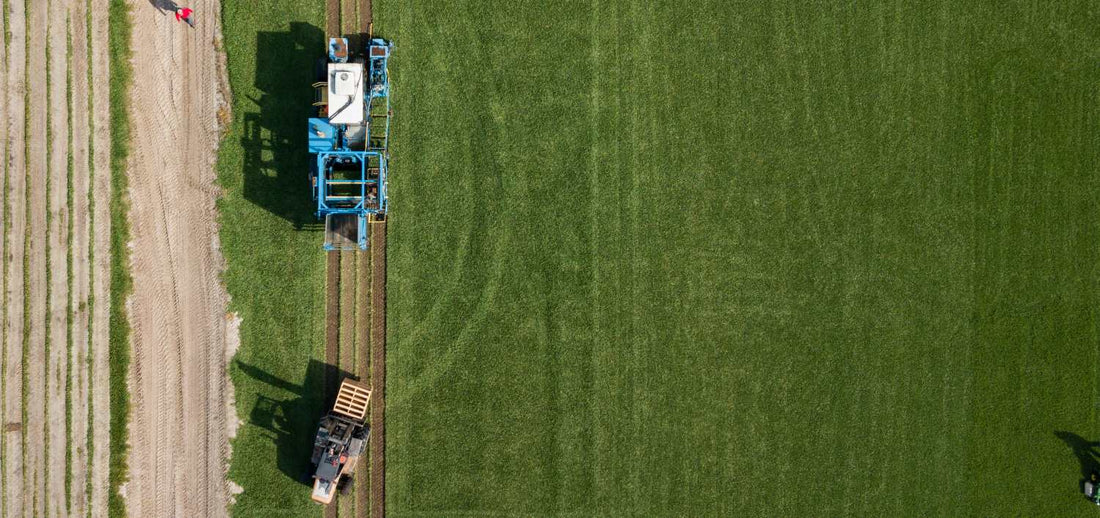 what-is-bermuda-grass-what-it-isnt