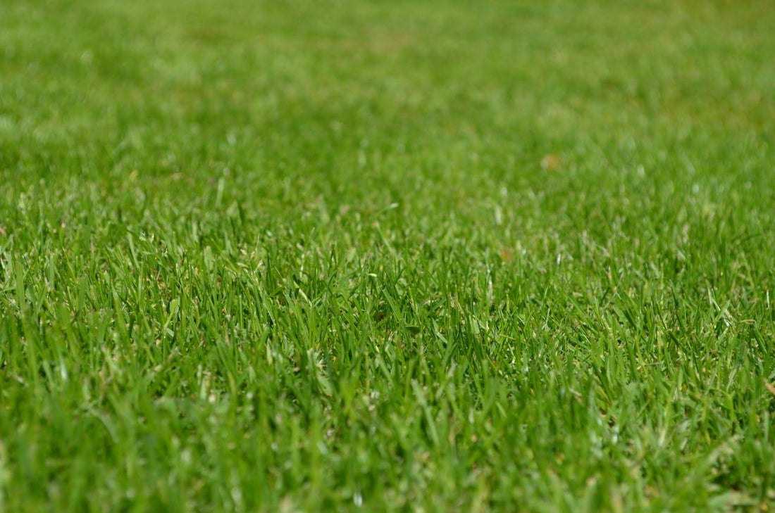what-is-the-best-soil-for-your-lawn