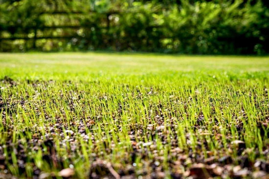 what-is-the-fastest-growing-grass