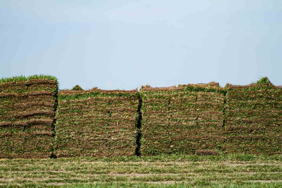 what-makes-sod-eco-friendly