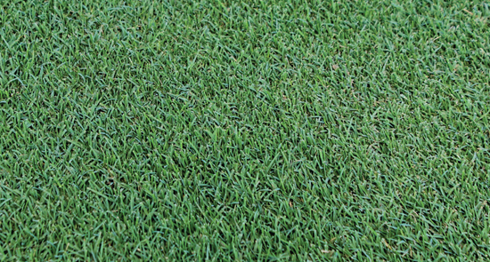 Bermuda Grass: What It Is and What It Isn't