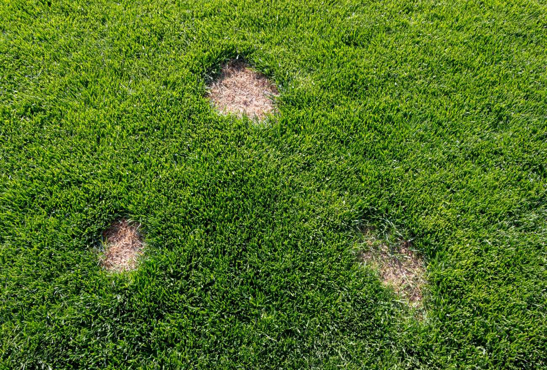 why-your-grass-looks-patchy