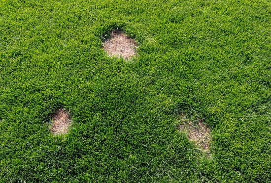 why-your-grass-looks-patchy