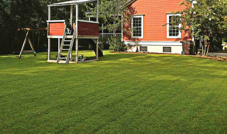 Zoysia Grass: Planting and Maintenance Guide - Bethel Farms