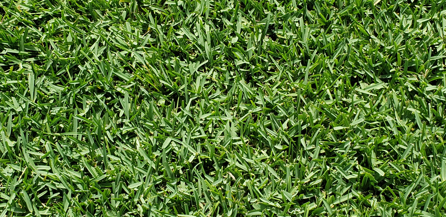 premium grass for sale at bethel farms