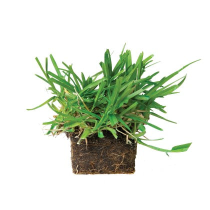 bethel farms grass plugs for sale