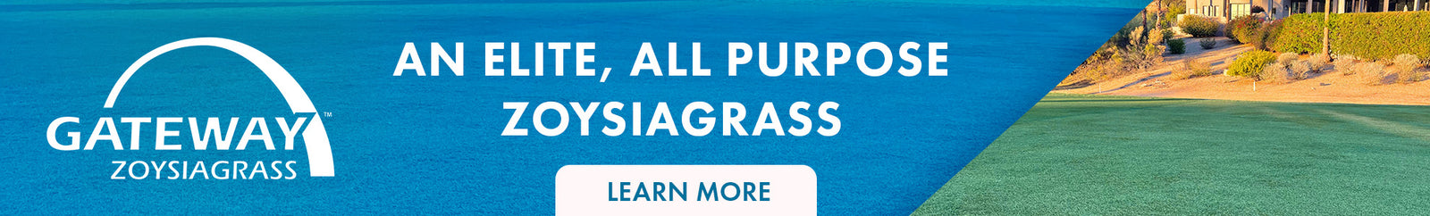 Gateway Zoysiagrass by Bethel Farms