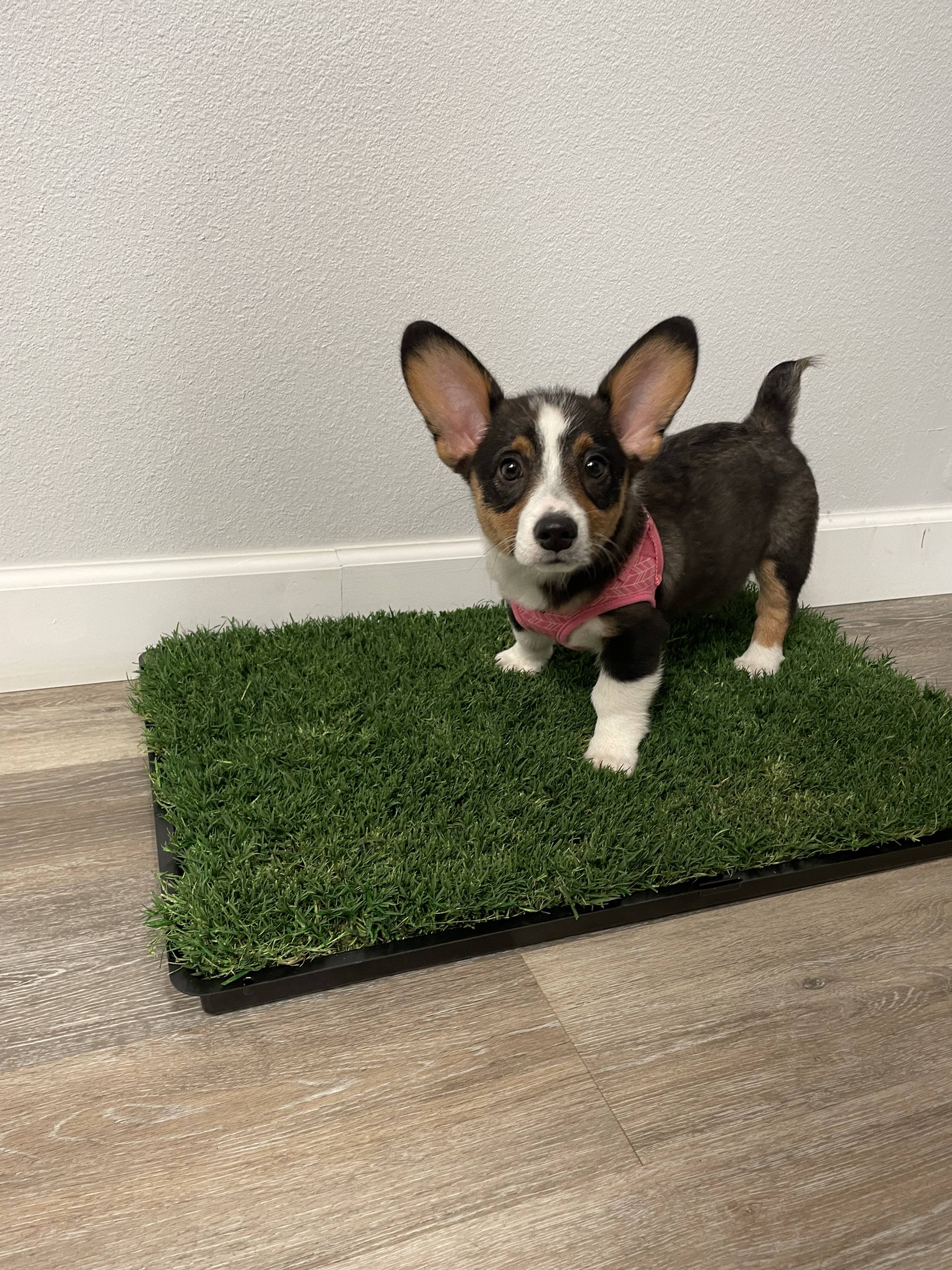 Gotta potty outlet mat