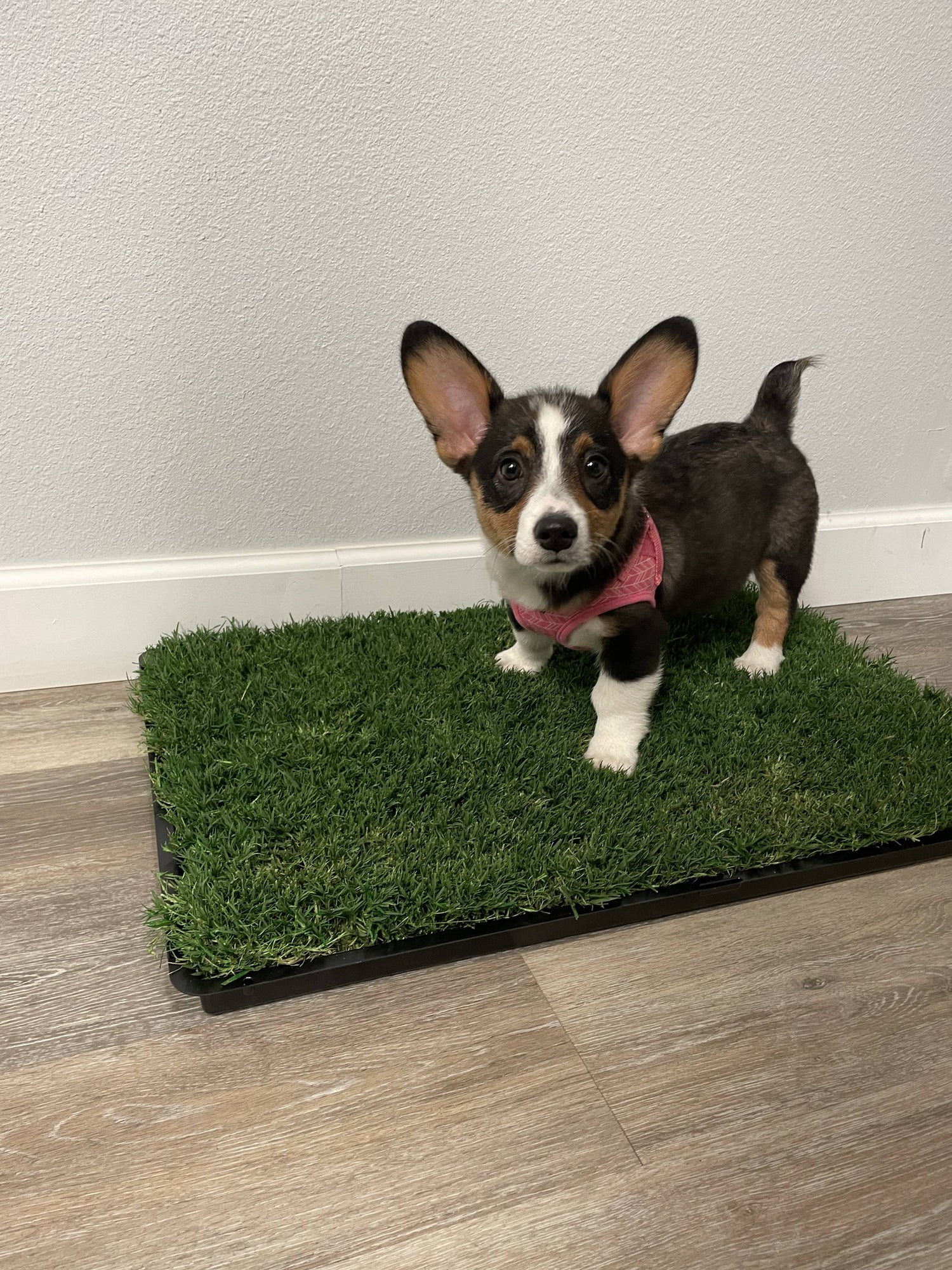 grass pee pads for dogs by gotta go grass