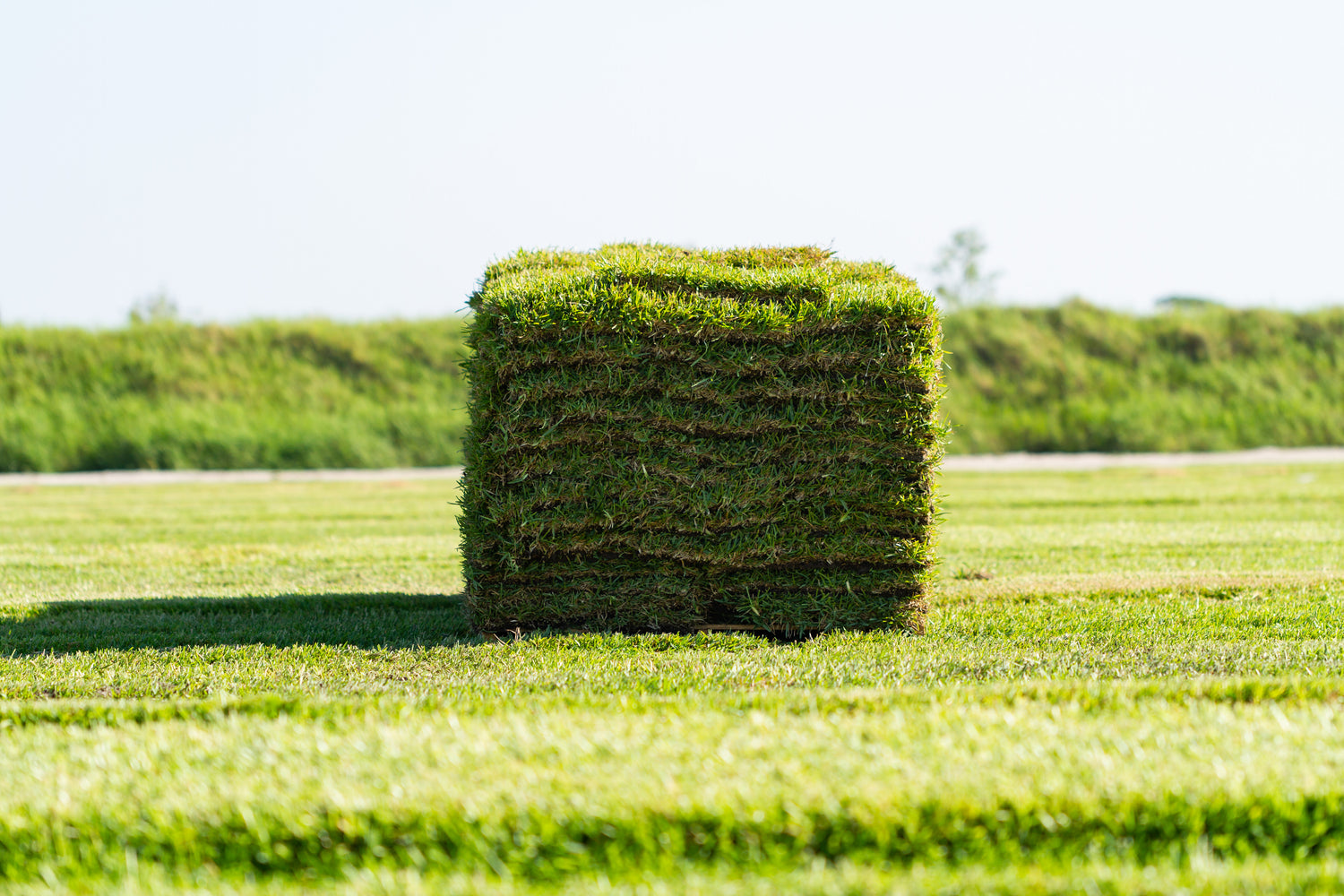 grass sod by bethel farms